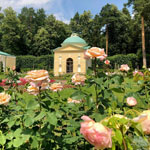 Фестиваль роз и ботанических затей в Музее-усадьбе «Архангельское»