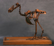 Скелет дронта Raphus cucullatus (Didus ineptus) конец XIX века, из коллекции Дарвиновского музея