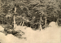 Шишкин И.И. В лесу. Неоконченный рисунок. 1860-е