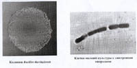    Bacillus thuringiensis