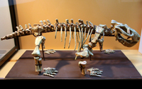 Cкелет ископаемой зверообразной рептилии дицинодонта