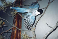 Сорока голубая (чучело), 1997