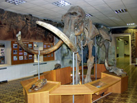 Скелет  тирехтяхского мамонта