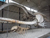 Скелет гренландского кита