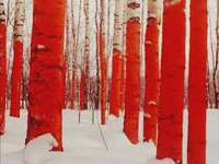  . .   Russian Red. 2001