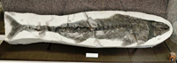 Скелет ископаемого тунца SarmataprozriteleviBog. - голотип. Фото Шерстюкова  М.П. 