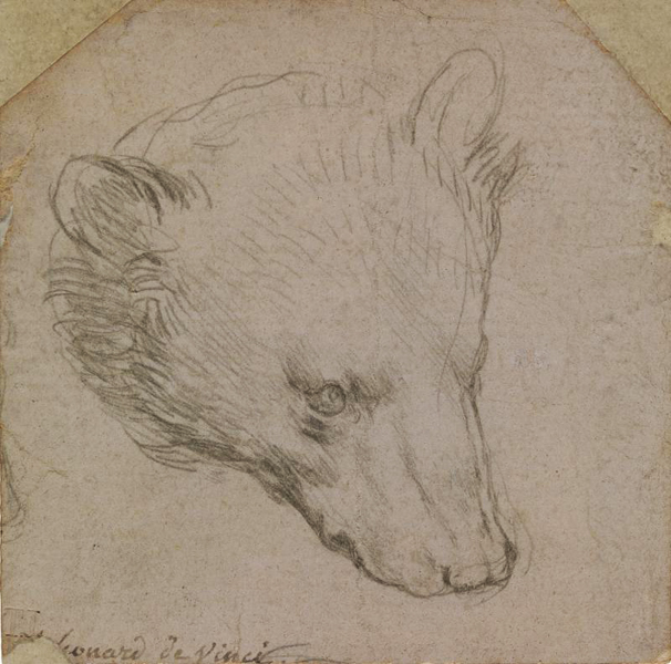 Leonardo da Vinci (1452-1519). Head of a Bear. ca. 1485. Silverpoint on pale pink preparation. 7.0 x 7.0 cm