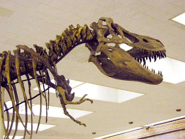 Скелет Тарбозавра