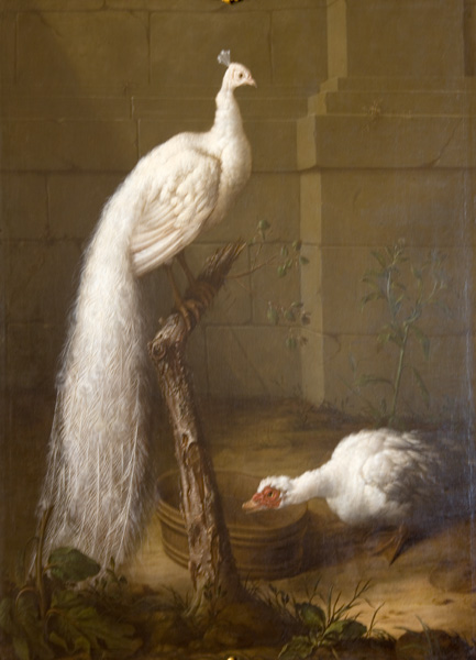 Царскосельские павлины на акварели Иоганна-Фридриха Гроота (1717-1801)